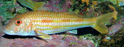 Mullus surmuletus_091.jpg